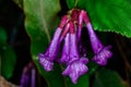 Didymocarpus biserratus Barnett, Purple flower. Royalty Free Stock Photo