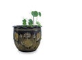 Lotus flower pot in Glazed water jar with dragon pattern, focus selective Royalty Free Stock Photo