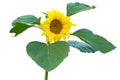 Die cut with clipping path of sunflower on white isolated Royalty Free Stock Photo