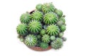 Top view of plenty of spiny cactus in the ceramic pot, focus selective Royalty Free Stock Photo