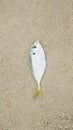Die fish on beach Royalty Free Stock Photo