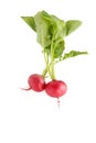 Two fresh radishes with leaves.