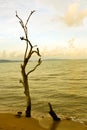 Die tree on the beach Royalty Free Stock Photo