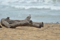 Die Tree in a beach Royalty Free Stock Photo