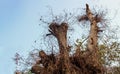 Die tree on sky for nature background Royalty Free Stock Photo