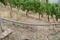 Dieblich, Germany - 07 29 2022: Monorail in steep vineyards Royalty Free Stock Photo