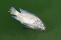 Died fish Royalty Free Stock Photo