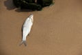 Died fish lays at the shore. Impact on the aquatic ecosystem Royalty Free Stock Photo