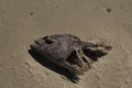 died fish on the shore Royalty Free Stock Photo