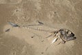 died fish on the shore Royalty Free Stock Photo