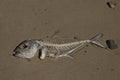 died fish on the shore Royalty Free Stock Photo