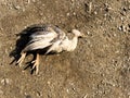 Died keet of guinea fowl laying on the ground Royalty Free Stock Photo
