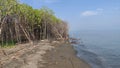 Died mangrove tree along of beach of semarang, Indonesia. Royalty Free Stock Photo
