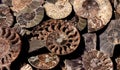 Died-out Ammonoidea, background of polished half of petrified shells, fossil Ammonites. Royalty Free Stock Photo