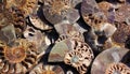 Died-out Ammonoidea, background of polished half of petrified shells, fossil Ammonites. Royalty Free Stock Photo