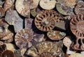 Died-out Ammonoidea, background of polished half of petrified shells, fossil Ammonites. Royalty Free Stock Photo