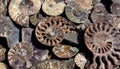 Died-out Ammonoidea, background of polished half of petrified shells, fossil Ammonites. Royalty Free Stock Photo