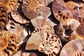 Died-out Ammonoidea, background of polished half of petrified shells, fossil Ammonites. Royalty Free Stock Photo