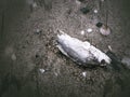 Died sea fich on sand beach Royalty Free Stock Photo