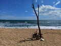 Died tree on beach