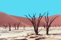 Died trees in desert Royalty Free Stock Photo