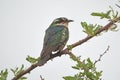Diederik cuckoo on branch Royalty Free Stock Photo