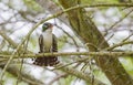 The diederik cuckoo (Chrysococcyx caprius) is a smallish cuckoo at 18 to 20 cm.