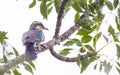 The diederik cuckoo (Chrysococcyx caprius) is a smallish cuckoo at 18 to 20 cm.