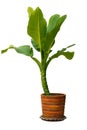 Dieffenbachia