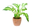 Dieffenbachia Royalty Free Stock Photo