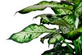 Dieffenbachia