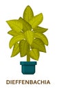 Dieffenbachia. Decorative houseplant in pot. Florist indoor tree or interior flowerpot. Vector illustration