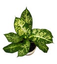 Dieffenbachia or Diffenbahia Royalty Free Stock Photo