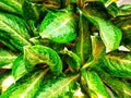 Dieffenbachia, Dumb cane, A Genus of tropical flowering plants.