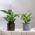 Dieffenbachia Dumb canes with Peace Lily Royalty Free Stock Photo