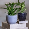 Dieffenbachia Dumb canes with Peace Lily, Spathiphyllum Royalty Free Stock Photo