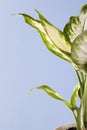 Dieffenbachia or dumbcane on blue background