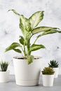 Dieffenbachia or dumbcane with cactus on blue background in flower pot