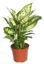 Dieffenbachia or dumbcane isolated on white background in flower pot. Dieffenbachia seguine, also known as dumbcane is a species Royalty Free Stock Photo