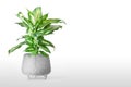 Dieffenbachia or dumbcane isolated on white background in flower pot