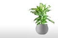 Dieffenbachia or dumbcane isolated on white background in flower pot