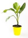 Dieffenbachia or dumbcane isolated on white background in flower pot.