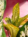 Dieffenbachia or dumbcane plant with pink background