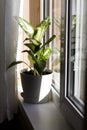 Dieffenbachia or dumbcane in white flower pot near the window with curtains