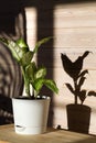 Dieffenbachia or dumbcane in white flower pot on wooden background in sunny day