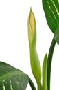 Dieffenbachia Flower