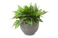 Dieffenbachia in flowerpot