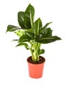 Dieffenbachia Green Magic Royalty Free Stock Photo