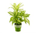 Dieffenbachia grows in flowerpot isolated on white