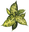 Dieffenbachia houseplant